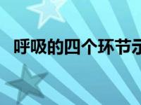 呼吸的四个环节示意图（呼吸的四个环节）