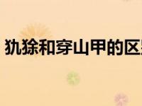 犰狳和穿山甲的区别（犰狳和穿山甲的区别）