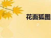 花面狐图片（花面母灵猫）