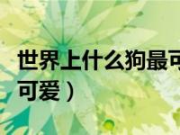 世界上什么狗最可爱最听话（世界上什么狗最可爱）