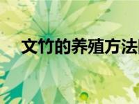 文竹的养殖方法图解（文竹的养殖方法）