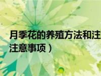 月季花的养殖方法和注意事项花百科（月季花的养殖方法和注意事项）