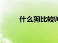 什么狗比较帅（什么狗比较好日）