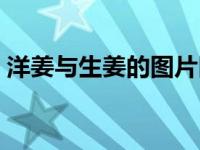 洋姜与生姜的图片区别（洋姜与生姜的区别）