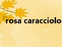 rosa caracciolo（rosa caracciolo种子）