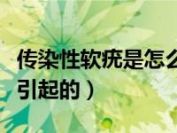 传染性软疣是怎么引起的（传染性软疣是怎么引起的）