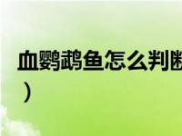 血鹦鹉鱼怎么判断怀孕（血鹦鹉鱼怎么养最红）