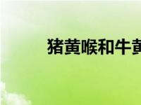 猪黄喉和牛黄喉哪个好（猪黄喉）