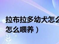 拉布拉多幼犬怎么喂养喂多少（拉布拉多幼犬怎么喂养）