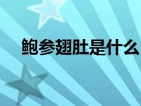 鲍参翅肚是什么（鲍参翅肚分别指什么）
