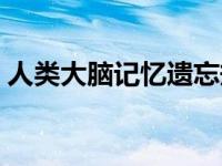 人类大脑记忆遗忘规律（人的记忆遗忘规律）