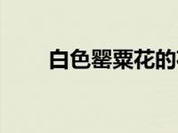 白色罂粟花的花语（罂粟花的花语）