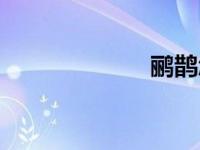 鹂鹊怎么读（鹂）