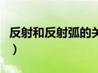 反射和反射弧的关系图（反射和反射弧的关系）
