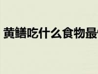 黄鳝吃什么食物最快长大（黄鳝吃什么食物）