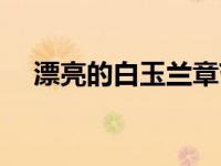 漂亮的白玉兰章节（漂亮的白玉兰结局）
