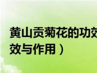 黄山贡菊花的功效与作用及禁忌（黄山贡菊功效与作用）
