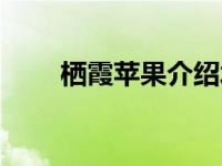 栖霞苹果介绍水果（栖霞苹果介绍）