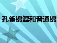 孔雀锦鲤和普通锦鲤区别（孔雀锦鲤的标准）