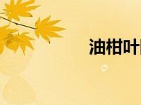 油柑叶图片（油柑叶）
