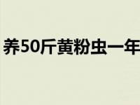 养50斤黄粉虫一年能赚多少（黄粉虫吃什么）