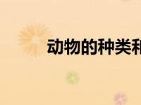 动物的种类和特征（动物的种类）