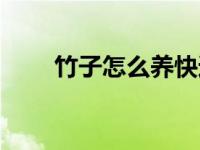 竹子怎么养快速生根（竹子怎么养）