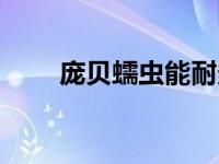 庞贝蠕虫能耐多高温度（庞贝蠕虫）