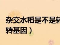 杂交水稻是不是转基因技术（杂交水稻是不是转基因）