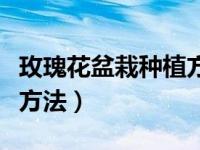 玫瑰花盆栽种植方法全过程（玫瑰花盆栽种植方法）