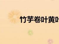 竹芋卷叶黄叶怎么办（竹芋卷叶）