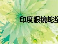 印度眼镜蛇纪录片（印度眼镜蛇）