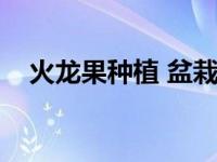 火龙果种植 盆栽（火龙果盆栽种植方法）