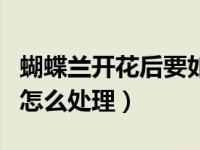 蝴蝶兰开花后要如何养护管理（蝴蝶兰花谢后怎么处理）