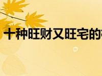 十种旺财又旺宅的植物（蓬莱松的风水作用）
