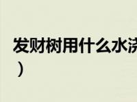 发财树用什么水浇最好（发财树一次浇多少水）