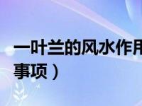 一叶兰的风水作用（一叶兰的养殖方法和注意事项）