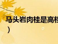 马头岩肉桂是高档茶吗（马头岩肉桂是什么茶）