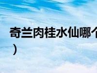奇兰肉桂水仙哪个高档（奇兰水仙肉桂的区别）