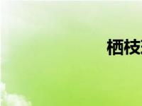 栖枝玫瑰（栖枝）