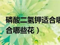 磷酸二氢钾适合哪些花喷叶面（磷酸二氢钾适合哪些花）