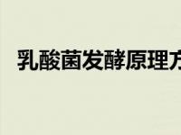 乳酸菌发酵原理方程式（乳酸菌发酵原理）