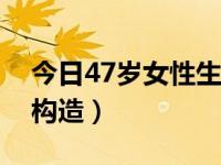 今日47岁女性生理处于什么阶段（女性生理构造）