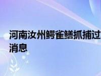 河南汝州鳄雀鳝抓捕过程是怎么回事，关于捕捉鳄雀鳝的新消息
