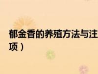 郁金香的养殖方法与注意事项（郁金香的养殖方法及注意事项）