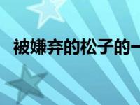 被嫌弃的松子的一生小说（被嫌弃的松子）