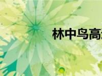 林中鸟高进（林中鸟歌词）