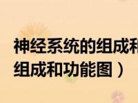 神经系统的组成和神经元的结构（神经系统的组成和功能图）