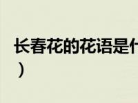 长春花的花语是什么意思（长春花的花语介绍）