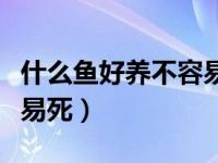 什么鱼好养不容易死小只的（什么鱼好养不容易死）